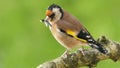 Goldfinch in a wood with flyÃ¢â¬â¢s in its beak to feed chicks